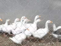 Geese — الصورة 4