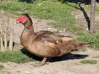 Ducks — फ़ोटो 2