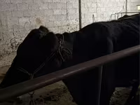 Kuh, Latvian Blue cattle — Foto 3