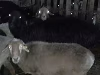 كبش, Hissar sheep — الصورة 2