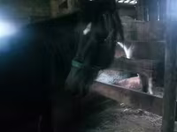 Madyan, Atlar — foto 3