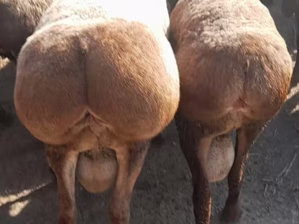 Ziegenbock, Beetal goats