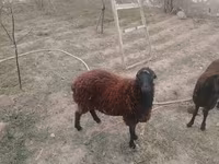 Oveja, Ovejas — foto 4
