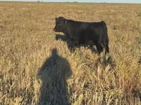 Bulle, Swiss cattle — Foto 1