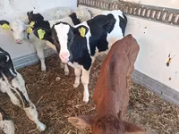 公牛, Russian Black pied cattle — 照片 3
