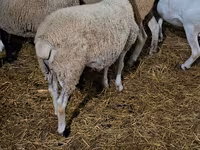 公羊, Dorper sheep — 照片 4