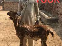 Cabras (lote, sexo no especificado), Najdi goat — foto 3