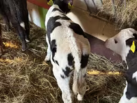 Rinder (Partie, Geschlecht nicht angegeben), Simmental cattle — Foto 3