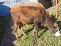 Kuh, Simmental cattle — Foto 2