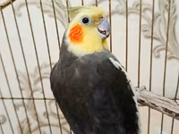 Qefessiz 60anat Nimfa (Cockatiel) cütü Məhsulun tərkibi: - 2 ədəd — الصورة 3