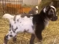 Billy Goat, Boer goat — photo 7