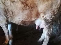 İnək, Latvian Blue cattle — foto 5
