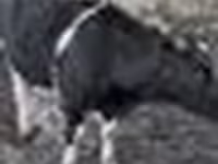 公牛, Cattle — 照片 3