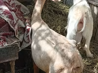 عنزة, الماعز — الصورة 4
