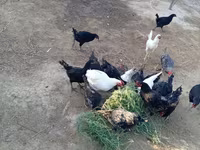 Chickens — photo 6