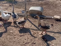 Geese — الصورة 2