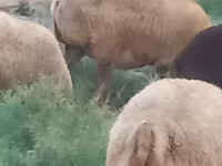 Ovejas (lote, sexo no especificado), Ovejas — foto 4