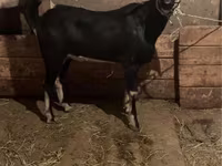 Ziegenbock, Ziegen — Foto 2