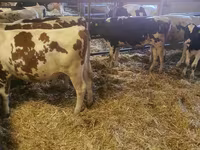 Rinder (Partie, Geschlecht nicht angegeben), Holstein-Rasse — Foto 4