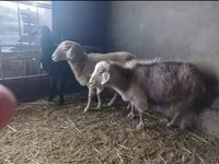 बकरी, Alpine goat — फ़ोटो 3