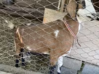Cabra, Cabras — foto 1