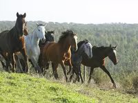 Stute, Kazakh horse — Foto 4