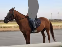 حصان, Karabakh horse — الصورة 3