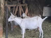 Goat, Alpine goat — photo 1