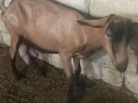 बकरी, Alpine goat — फ़ोटो 2