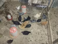 Australorp — Foto 3