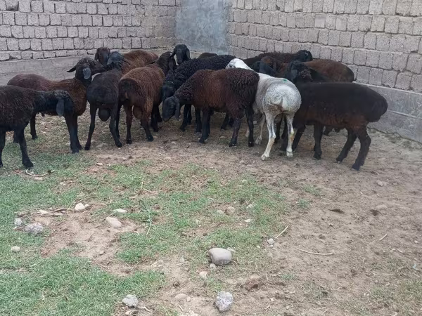 Qoç, Hissar sheep