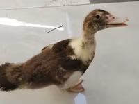 Ducks — photo 1