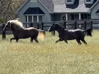 Hengst, Rocky Mountain Horse — Foto 5