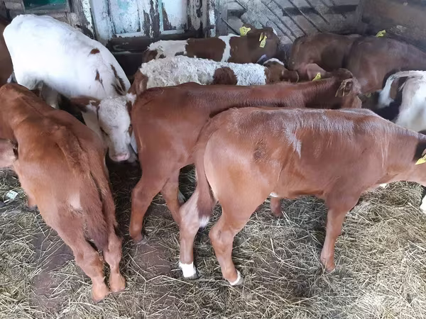 ثور, Simmental cattle