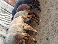 公羊, Sheep — 照片 4