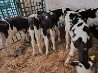 Toro, Raza Holstein — foto 8