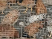 Chickens — फ़ोटो 5