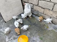 Chickens — 照片 2