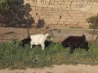 ماعز (دفعة، الجنس غير محدد), الماعز — الصورة 4