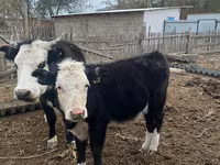 Корова, Latvian Blue cattle — фото 1