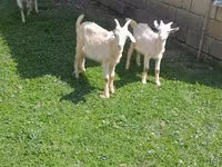 Cabro, Cabras — foto 3