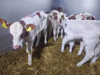 Qoramol (partiya, jinsi ko‘rsatilmagan), Simmental cattle — 2-rasm