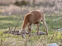 Qoç, Baerchuke sheep — foto 8
