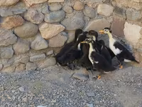 Ducks — 3-rasm