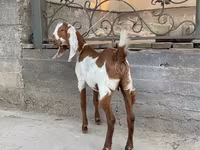 Cabra, Kamori goats — foto 3