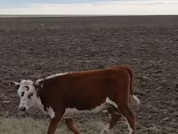 Cattle (batch, sex not specified), Kazakh White-headed cow — photo 4