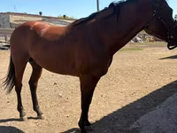 公马, Arabian horse — 照片 6