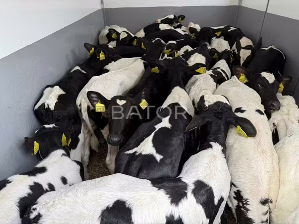 Vaca, Simmental cattle