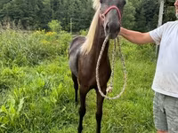 Кобила, Rocky Mountain Horse — фото 4