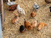 Chickens — फ़ोटो 3